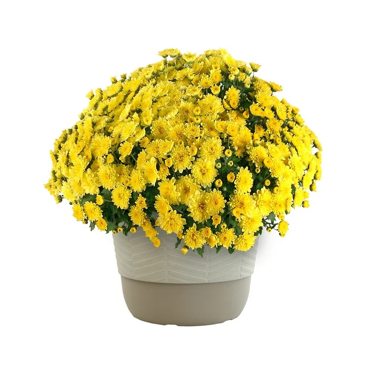 Better Homes & Gardens 1.5G Yellow Mum with Decorative Pot Live Plant - Walmart.com | Walmart (US)
