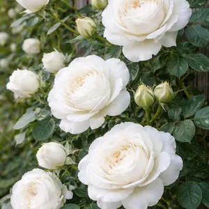 Climbing Rose Rosa Eden Climber White Live Starter Plant Semi Dormant Own Root Not Grafted - Etsy | Etsy (Global)