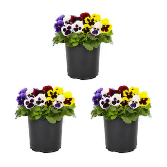 Metrolina Greenhouses Multicolor Pansy in 2 Quart(s) Pot 3 -Pack | Lowe's