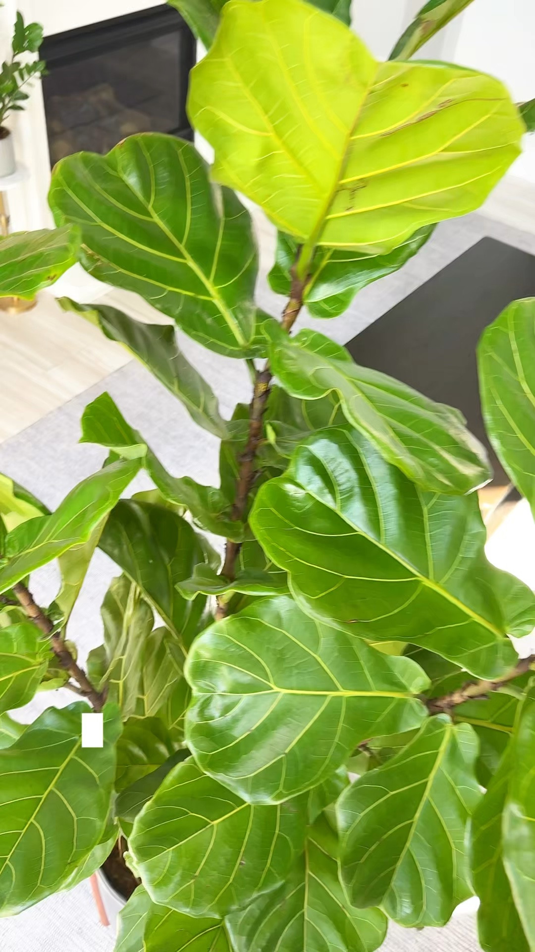 Do you really want to stare at that damaged growth for the next few years? 👀

I know it’s hard to cut off a BIG part of a tree you’ve spent years growing. But sometimes, you just have to bite the bullet and trust the process.

Make the cut. Give it some patience. In a few months, you could have a whole bunch of fresh new growth and be SO glad you did it. 🌿✂️

Would you make the cut, or would you leave it?

damaged plant leaves | pruning houseplants | indoor tree care | plant pruning tips | encourage new growth | houseplant care tips | pruning indoor trees | healthy plant growth

#LTKdayinmylife #LTKHome #LTKOver40