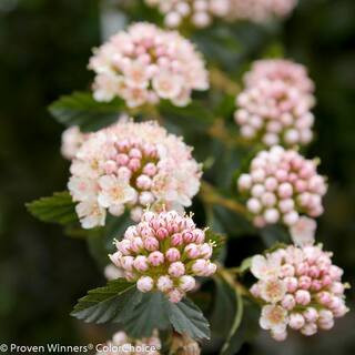 4.5 in. qt. Tiny Wine ColorChoice Ninebark (Physocarpus opulifolious) Live Plant, Pink Flowers | The Home Depot