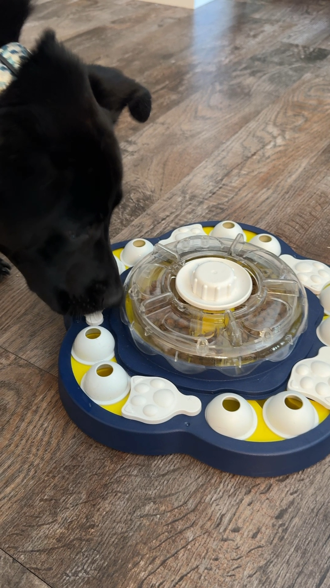 Puppy Puzzle! This is a fun way to challenge your puppy during feeding time! It’s great to give them an intelligence boost while trying to problem solve! 

#LTKVideo #LTKHome #LTKFamily
