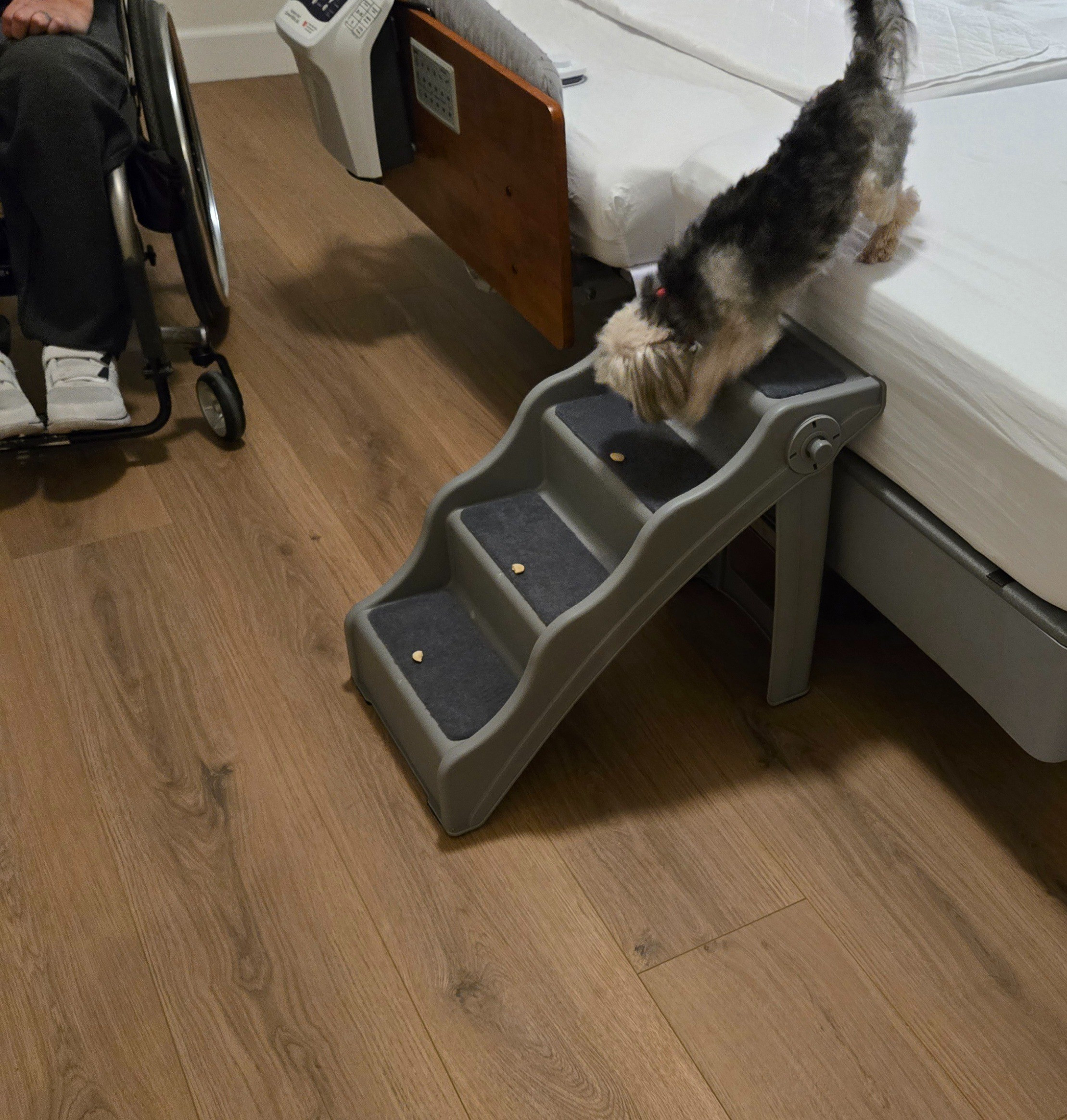 Teaching our yorkie Ruby 🐶to use the steps we ordered from Amazon. She was into it, little Ray 🐶 isn't ready yet. 

#LTKmomlife #LTKOver40 #LTKdayinmylife