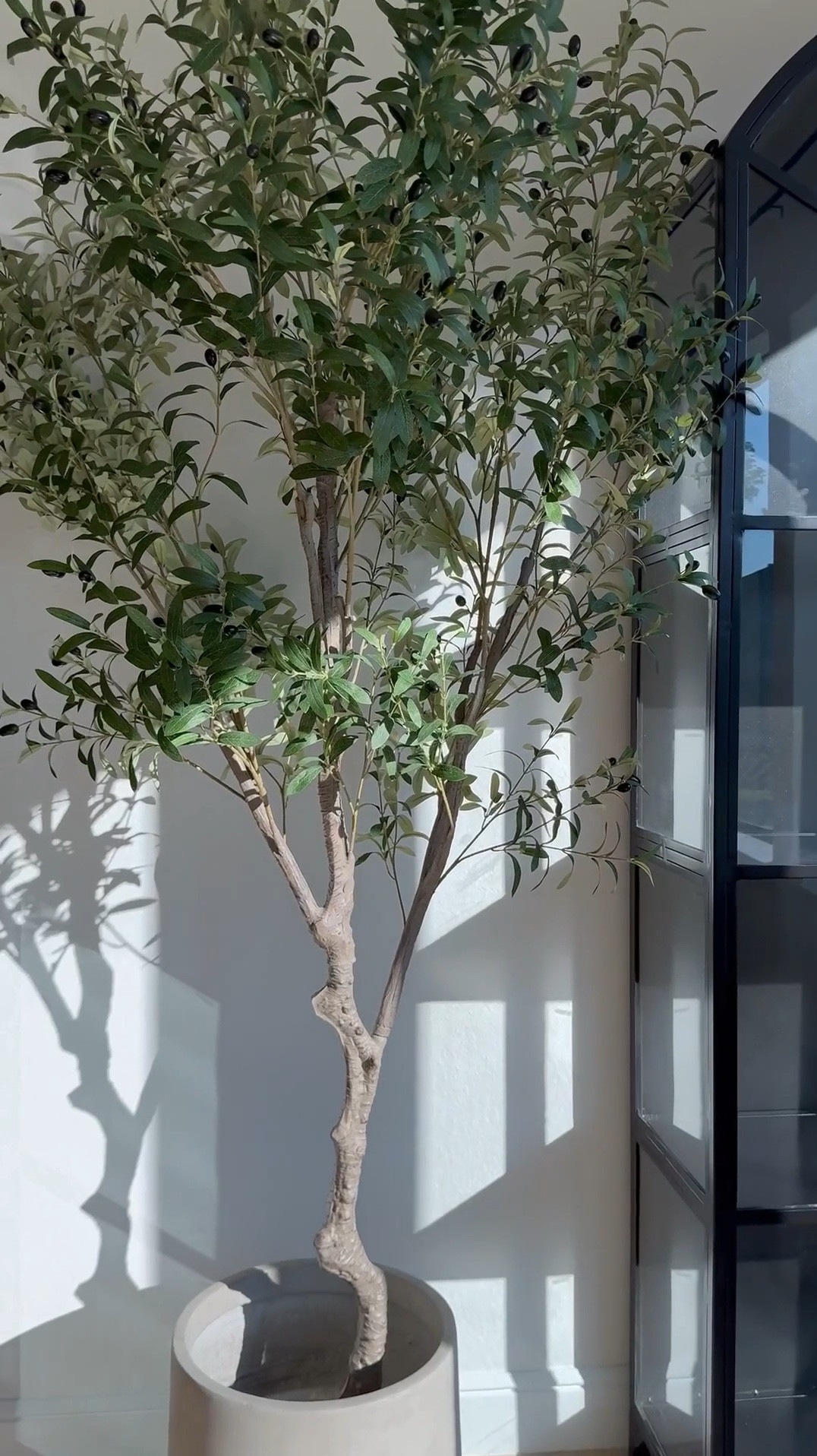This stunning olive tree comes in two sizes and is perfect for adding greenery to any space! The planter comes in 3 sizes and comes in various colors! 

Shop below! 🫶🏽🤍🫶🏽

#LTKVideo 

#LTKHome #LTKStyleTip