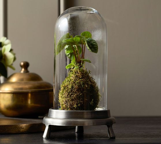 Chris Loves Julia Glass Cloche | Pottery Barn (US)