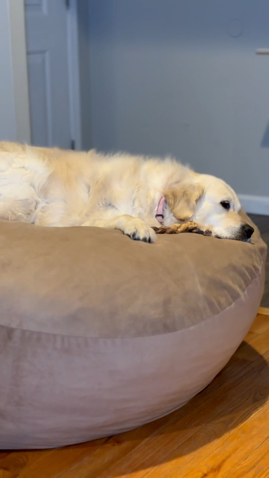 Miley Jolene has her own cozy, luxury space because she's the kind of sweet that makes you want to give her the world.🤍🐾

If you want the exact one....I’ve linked it! 

#amazonfavorites #ad #doglover

#LTKdayinmylife #LTKHome #LTKSaleAlert