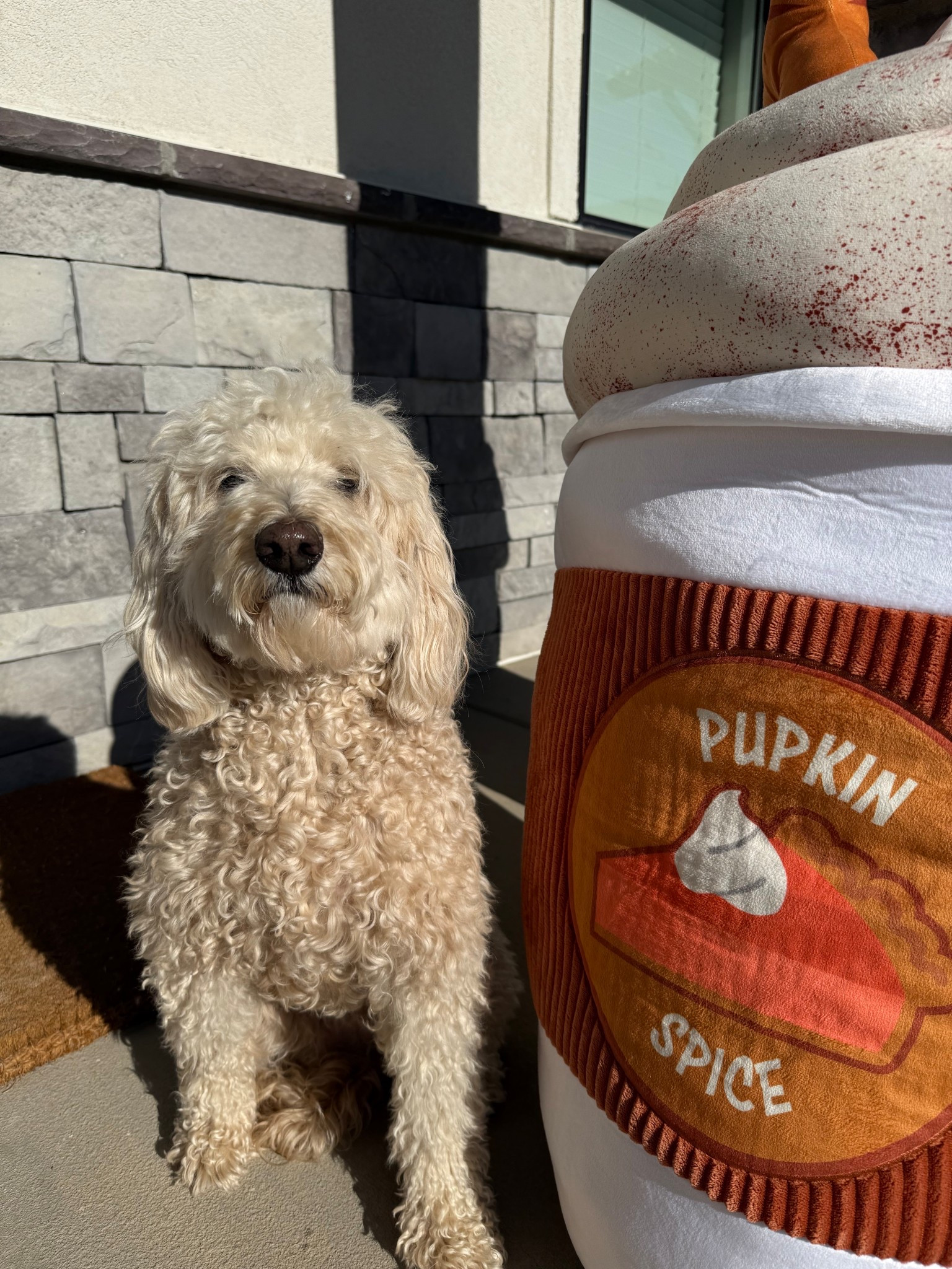 4ft pumpkin spice latte dog toy? I had to go buy!!🎃 See how she reacts!😂

#pumpkinspice #dogtoy #fall #pumpkinspicelatte 

#LTKPets #LTKOver40 #LTKSeasonal