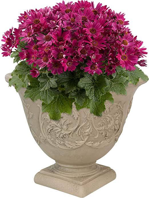 Sunnydaze Darcy Large Resin Planter Pot - 16-Inch Indoor or Outdoor Flower Pot - Heavy-Duty Doubl... | Amazon (US)