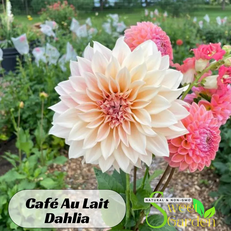 Café Au Lait Dahlia Perennial Seeds Authentic Seeds Flowers Clumping Dahlia Garden Summer Bloomi... | Etsy (US)