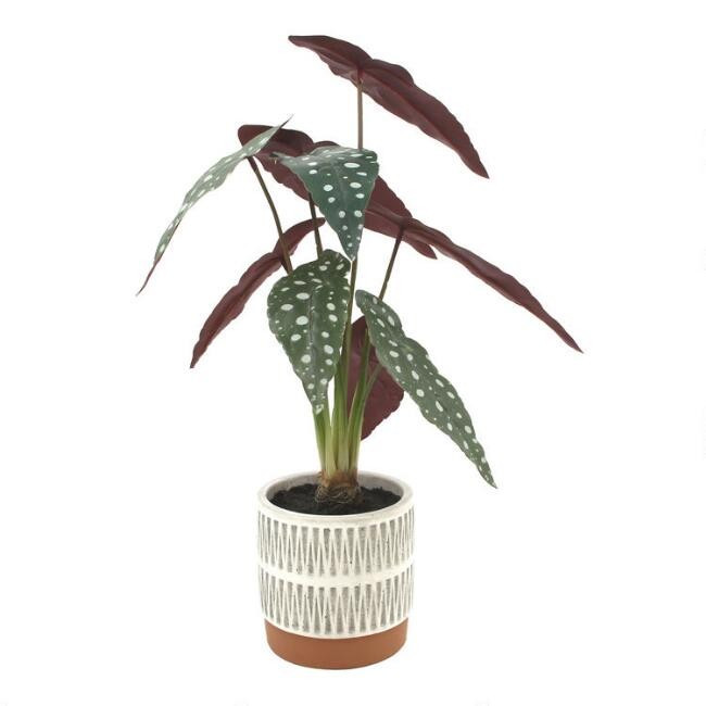 Faux Polka Dot Begonia Plant in Geo Pot | World Market
