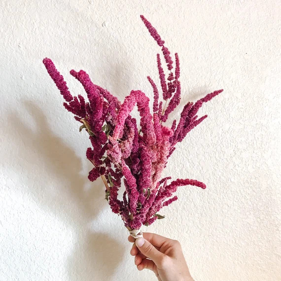 Natural Dried Amaranth Bundle 5-7 Stems  Dried Flowers  - Etsy | Etsy (US)