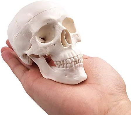 BornTo Edu Mini Skull Model - Small Size Human Medical Anatomical Adult Head Bone for Education | Amazon (US)