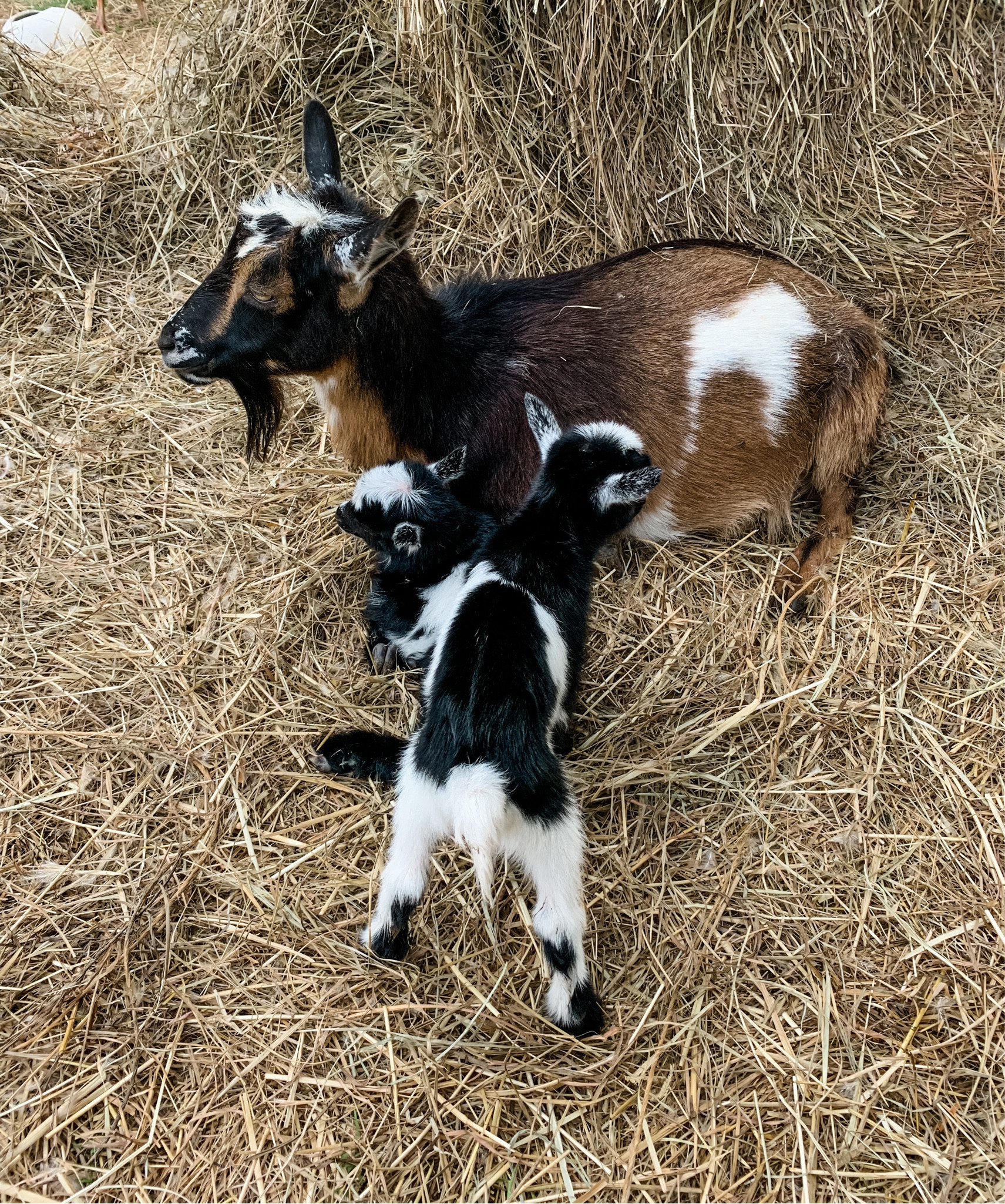 Homestead 

#LTKhome #LTKsalealert #LTKSeasonal