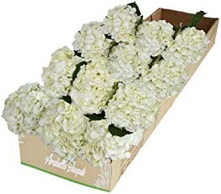 White Hydrangea 12 Stems Flowers | Amazon (US)