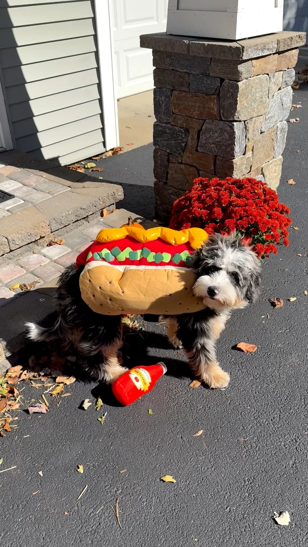 Moose’s Halloween costume! 🌭

Halloween, fall, pets, pet costumes, Halloween costumes, Halloween decorations, Halloween parties, dogs, dog costumes, dog Halloween costumes, cat costumes

#LTKHalloween #LTKPets #LTKSeasonal