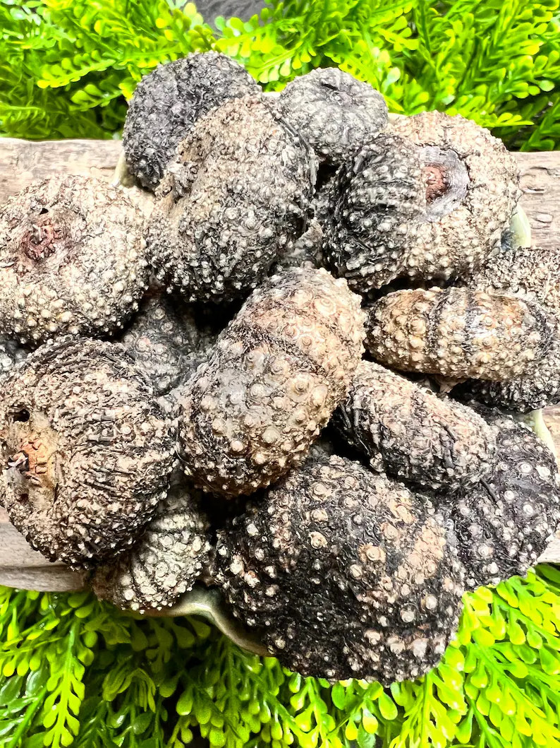 Dehydrated Black Sea Urchins - Hermit Crab Food, Natural Protein - 2 in the Pack | Etsy (Global)