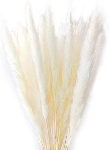 Dongliflower 50 Pcs Natural Dried Small Pampas Grass, Reed Plume,Phragmites Communis,Wedding Flow... | Amazon (US)