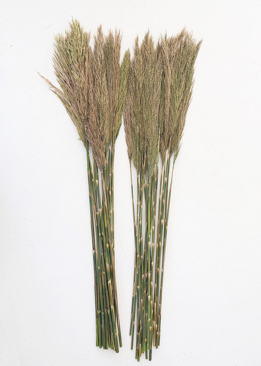 Bundle of 2 Preserved Plume Reed Grass - 34-38 | Afloral