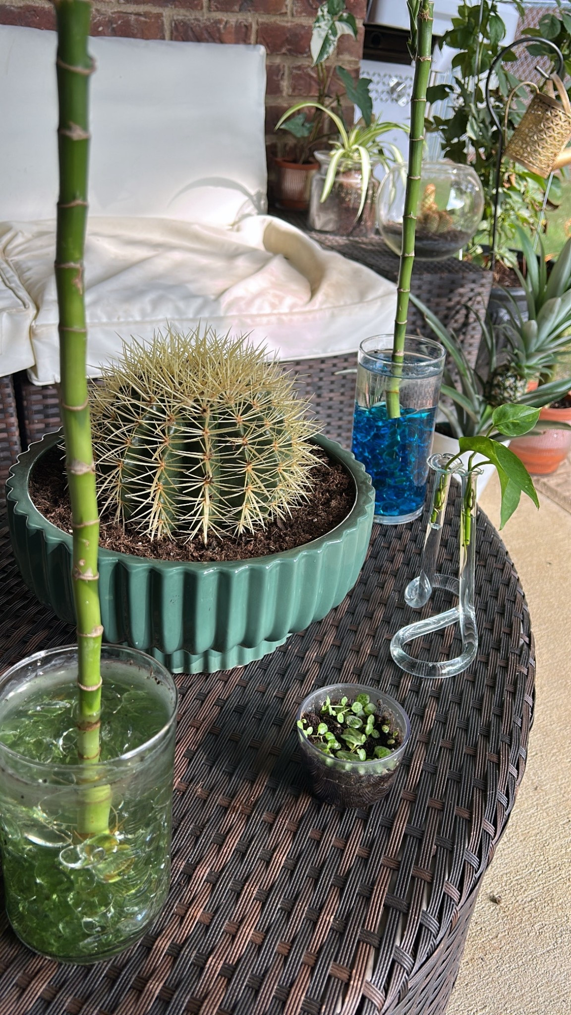 The best succulent pot!! #LTKplants

#LTKHome #LTKSeasonal