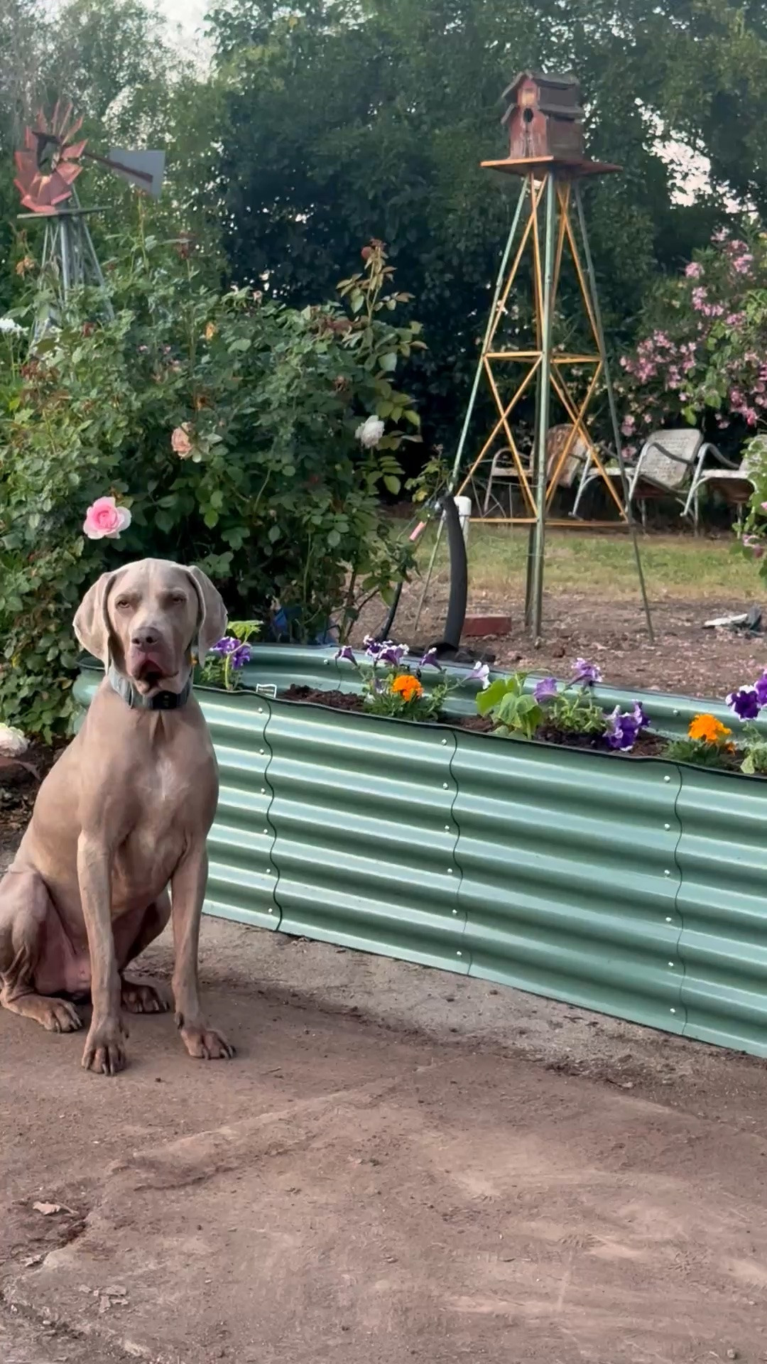 #ad My mom, dog Griffey and I are excited to share the beautiful metal raised garden bed that we bought from @Wayfair! It was so easy to put together and looks great filled with cucumber plants, marigolds and petunias ❤️ #wishyouwerehere #outdoor #wayfair #wayfairpartner

#LTKdayinmylife #LTKHome #LTKSeasonal