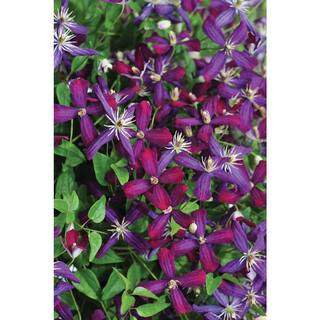 4.5 in. Qt. Sweet Summer Love (Clematis) Live Shrub, Red-Purple Flowers | The Home Depot