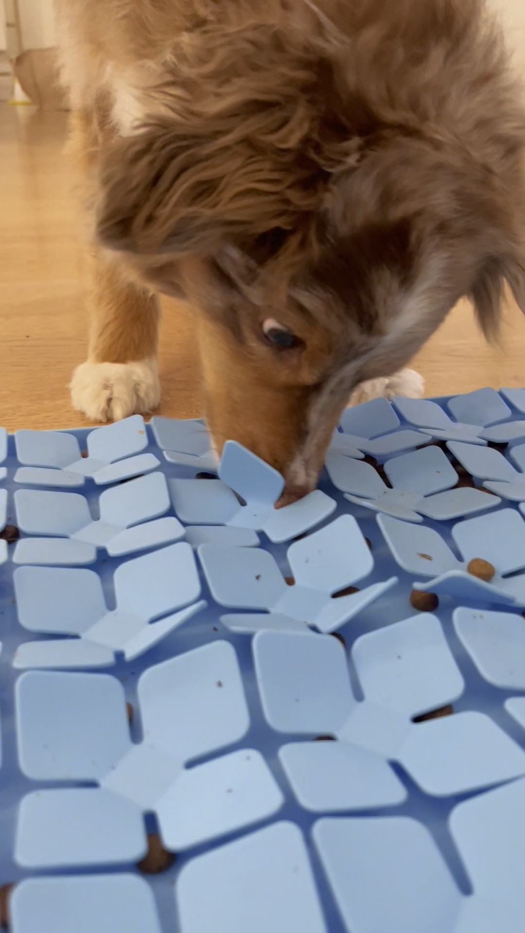 Our favorite silicone snuffle mat! 🐶It’s so easy to clean & works well to hide dry and wet food! 


