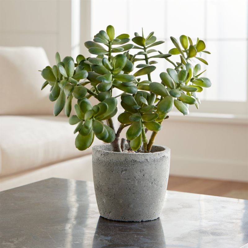 Potted Artificial Jade Plant + Reviews | Crate and Barrel | Crate & Barrel