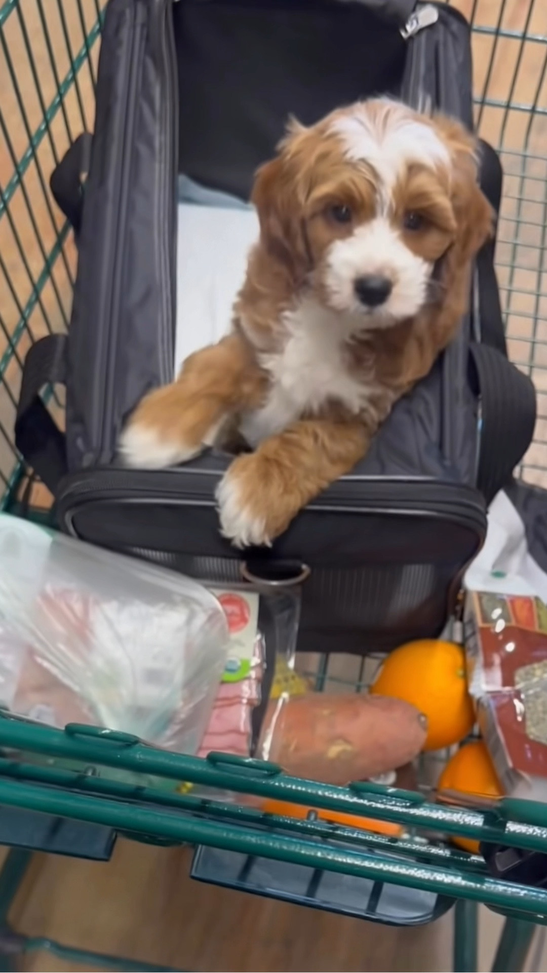 Whole Wholefoods run with our new puppy love

#DogMomLove #DogMomLife #PuppyTravelEssentials #xoJalonda #PetMustHaves

#LTKmomlife #LTKTravel #LTKdayinmylife