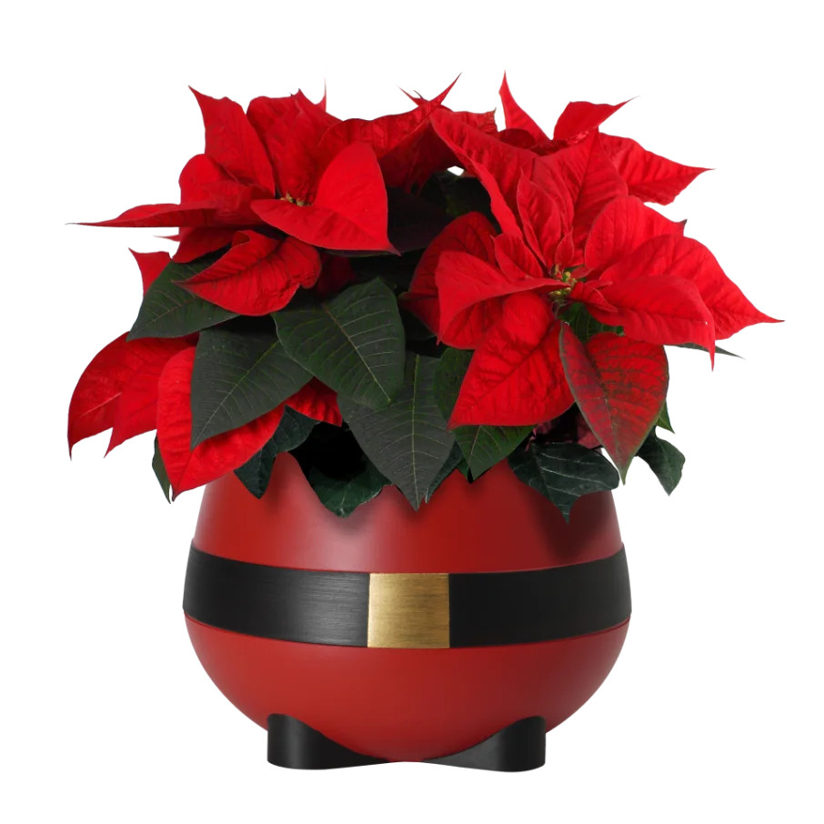 Holiday Time 1.68QT Cheerful Santa Red Poinsettia Live Plant in Decorative Pot | Walmart (US)