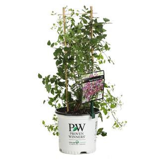 1 Gal. Sweet Summer Love (Clematis) Live Shrub, Red-Purple Flowers | The Home Depot