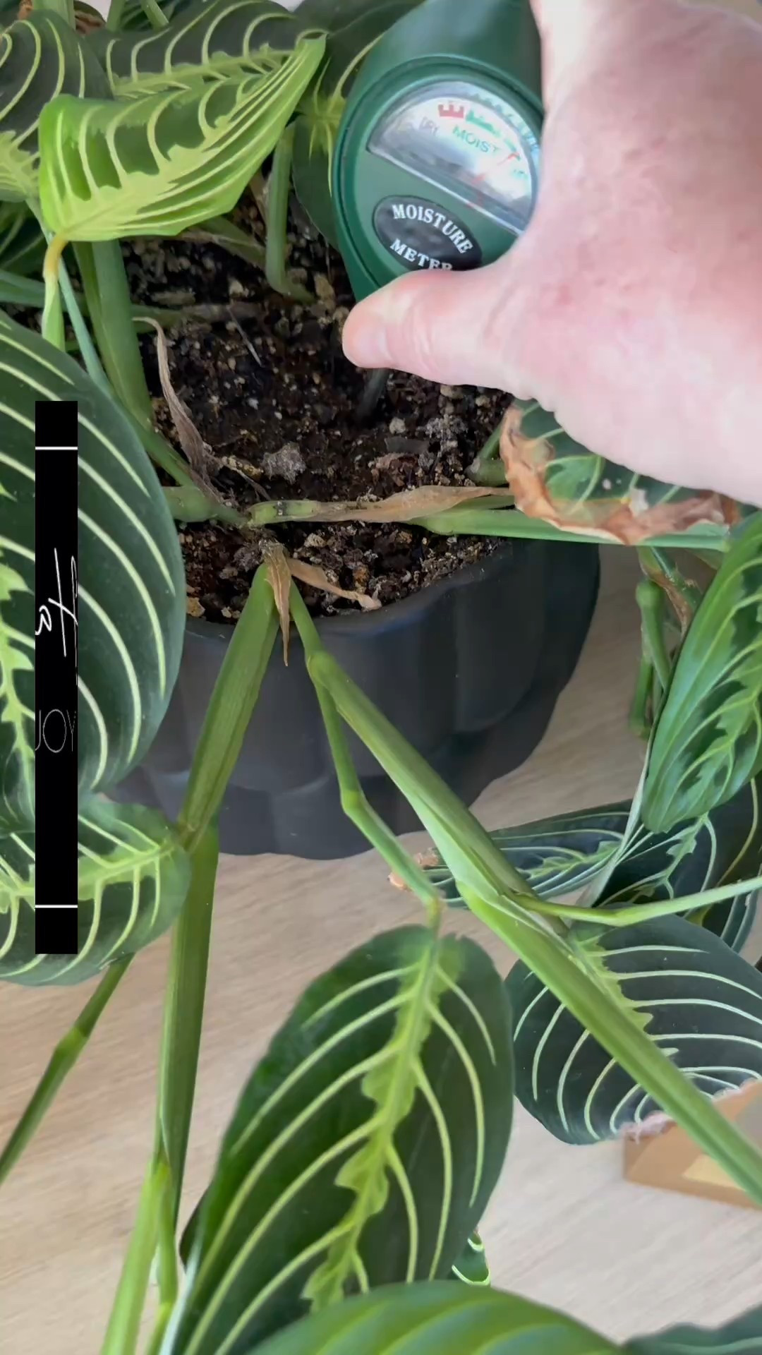 ✨✨✨Say goodbye to overwatering! A moisture meter takes the guesswork out of plant care, helping you keep your green babies happy and healthy.

✨✨✨ I used to water my plants on a weekly schedule. But plants don’t live on a schedule, they take humidity and air temperature into account. One of the worst things you can do is over-water them. 

✨✨✨ This handy tool take the guesswork out and tells me how moist (sorry I used that word to those who hate it 🫣🫣🫣) or dry the soil is.  Me and my plants are much happier now that we don’t have to stress over watering. Mine was gifted by my friends at the best local nursery @barrelsnbranches 

▪️ Comment PLANTS and I’ll send you the link. 🔗 

✨✨✨ If you’re new here, I’m Nicole and I’m an interior designer, painting contractor and color expert. I love to create beautiful spaces and moments. 

@nn.styled
✨ Follow ✨ Like ✨ Save✨ Share ✨

HOME RENOVATION | DESIGN TRENDS | VIRTUAL DESIGN | COLOR CONSULTATION | HOME TIPS 

#hometips #plantlover #indoorplantlove #plantsmakepeoplehappy #PlantCare #MoistureMeter #HealthyPlants