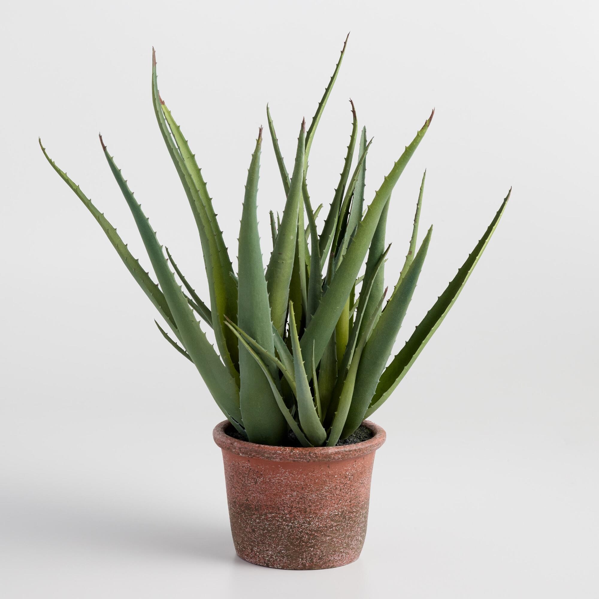 Faux Aloe in Terracotta Pot by World Market | World Market
