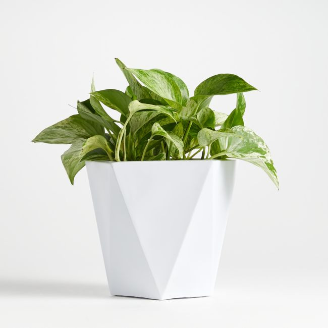 Haeden Medium White Planter | Crate & Barrel