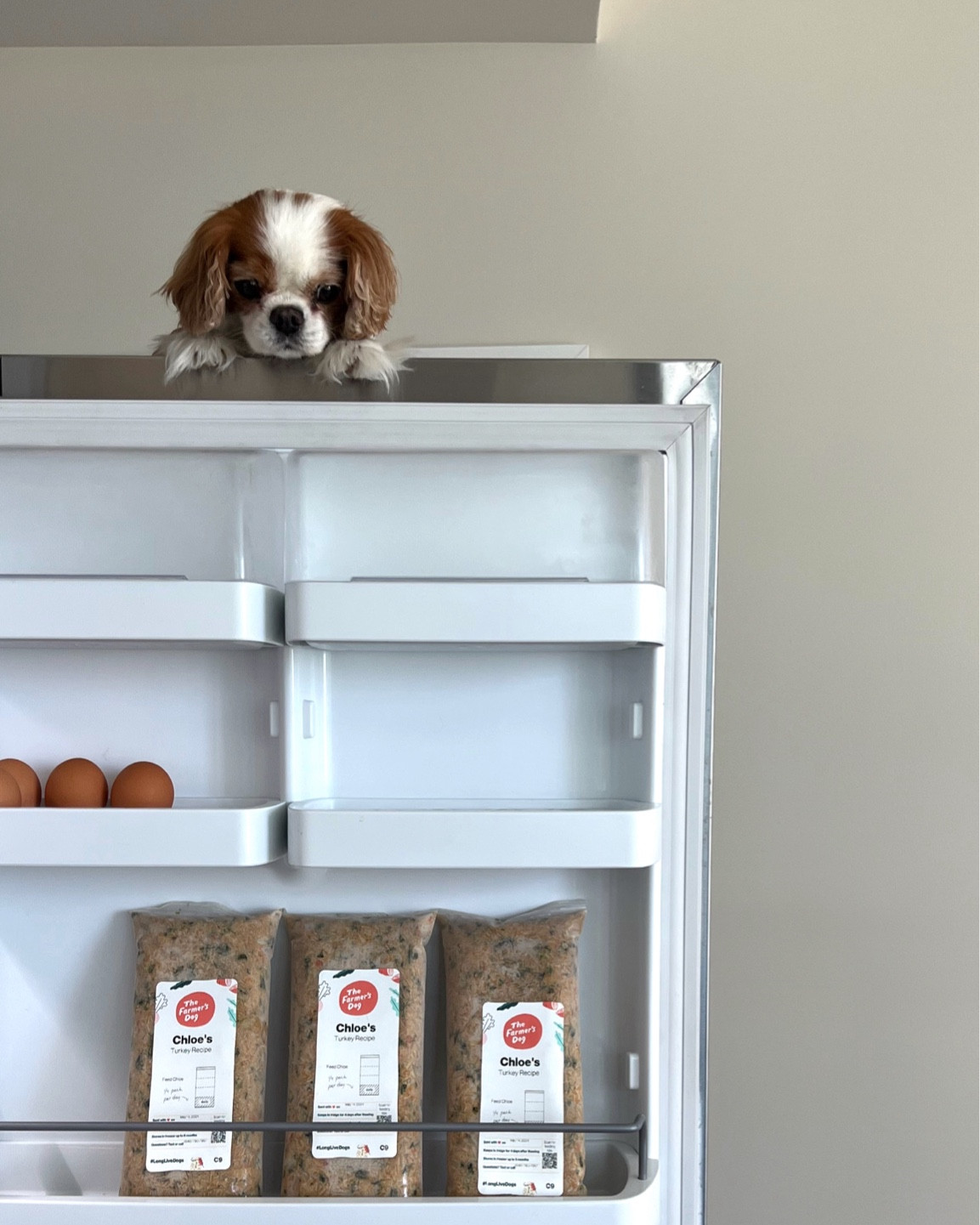 Farmers dog code on stories & under highlight Chloe xx 🐶🐶🐶 linking her fave leash & harness