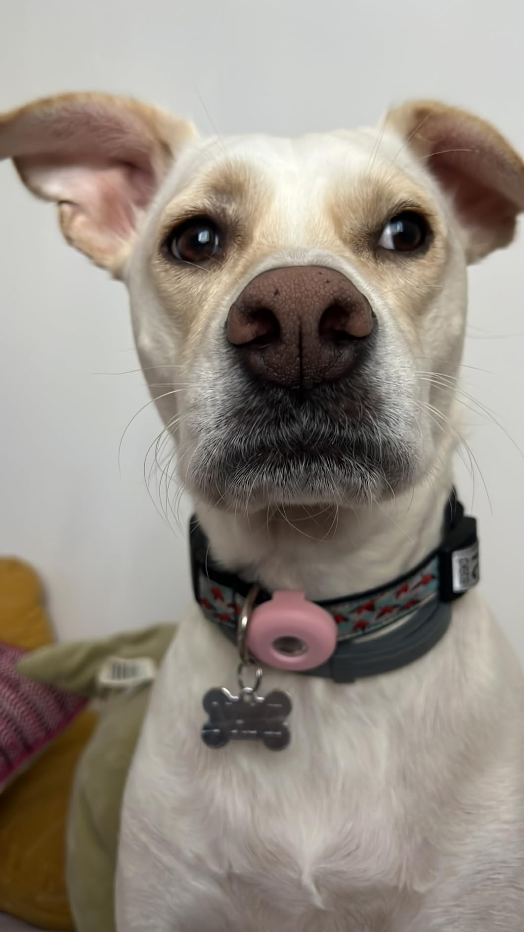 Apple AirTag. Keep Track of and find Your Keys, Wallet, Luggage, Backpack, and More. Simple one-t... | Amazon (US)