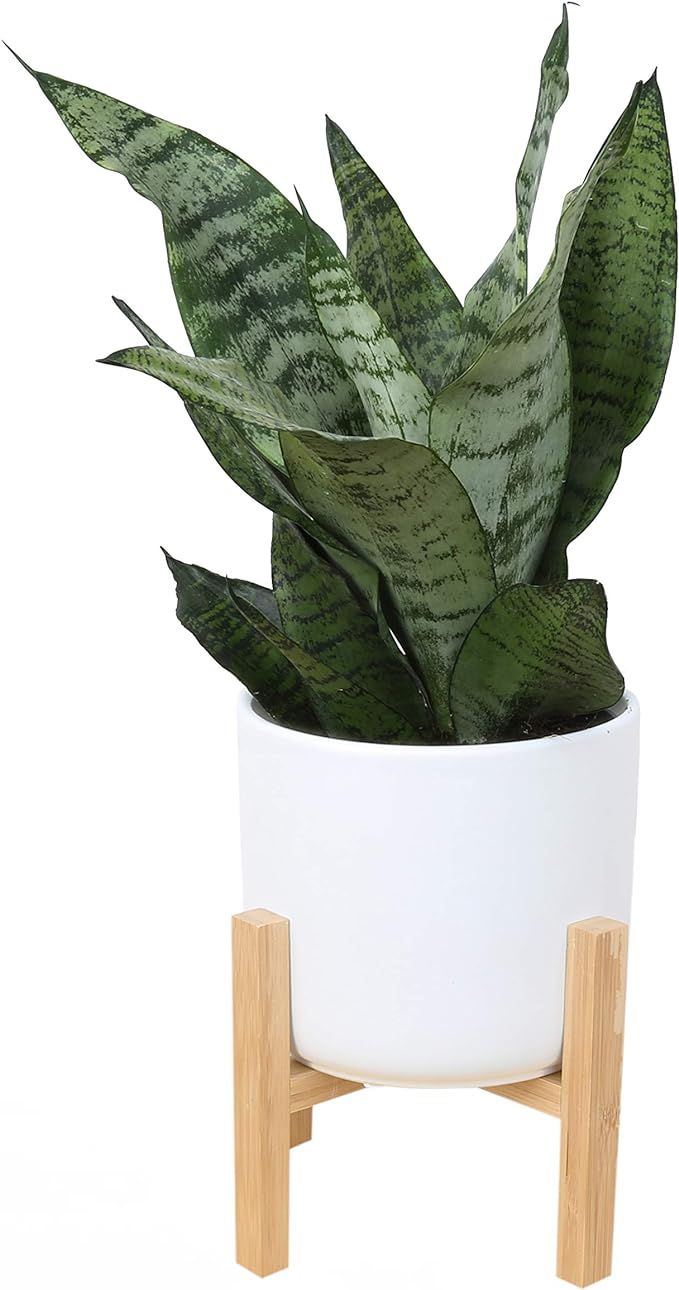 Costa Farms Snake, Sansevieria Mother-in-Law's Tongue in Mid-Century Modern Planter Stand Live In... | Amazon (US)