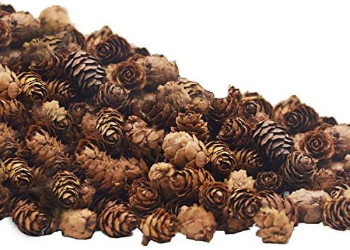 Deloky 150 PCS Christmas Natural Mini Pine Cones- 2CM Thanksgiving Small Pinecones Ornaments Vase... | Amazon (US)