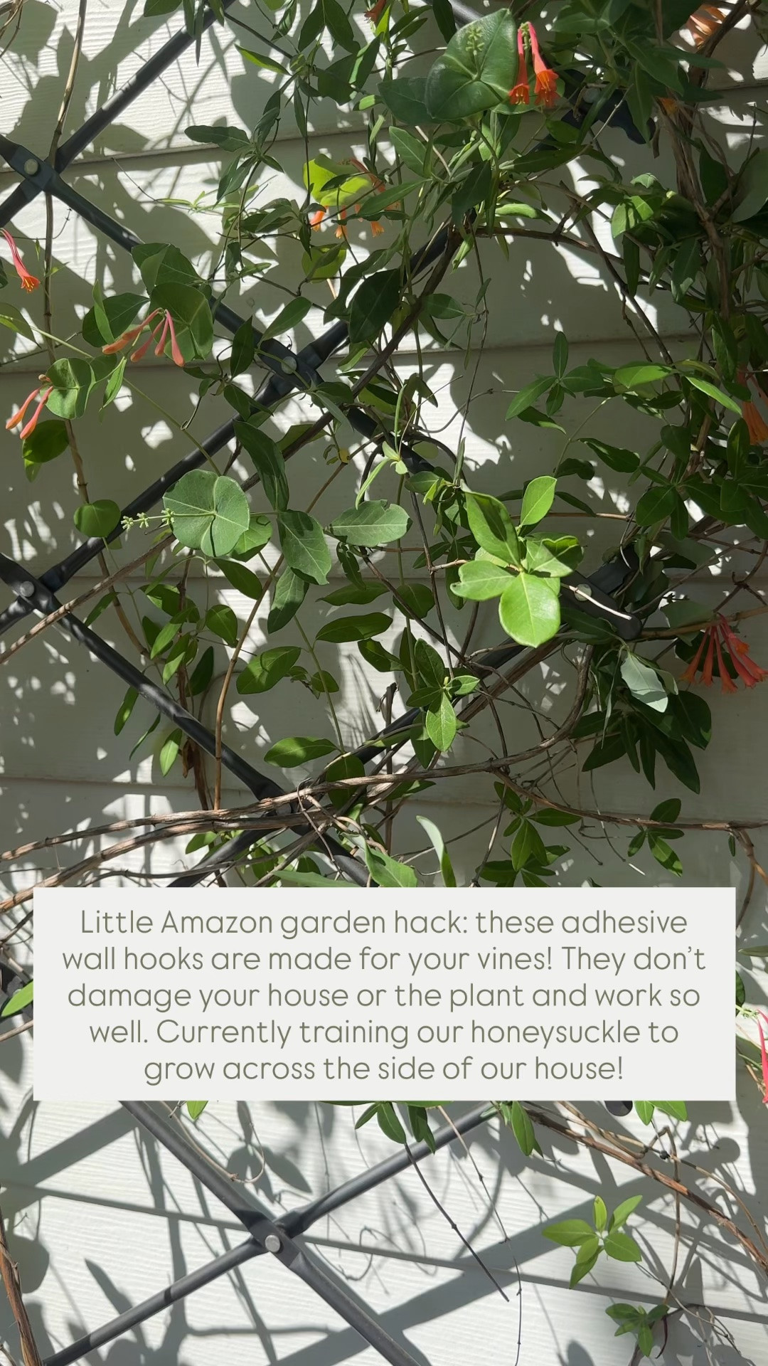 Little Amazon garden hack: these adhesive wall hooks are made for your vines! They don’t damage your house or the plant and work so well. Currently training our honeysuckle to grow across the side of our house!

#LTKSaleAlert #LTKHome #LTKSeasonal