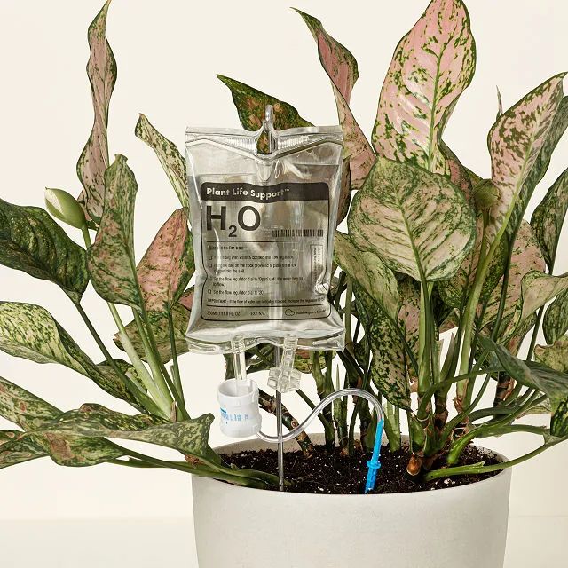 Plant Life Support Self-Waterer | UncommonGoods