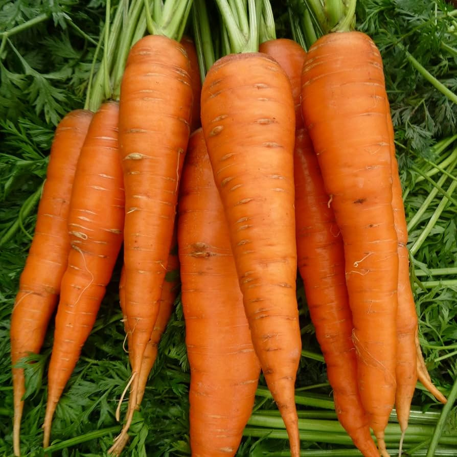 PREMIER SEEDS DIRECT- Organic Autumn King 2 Carrot Seeds, Approx 3600 Seeds | Amazon (UK)