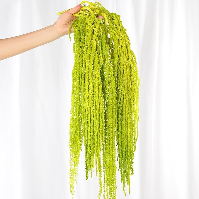 5Pcs Dried Amaranthus Hanging Flowers, Natural Preserved Flower for Wedding Arch, Exhibition, Wal... | Amazon (US)