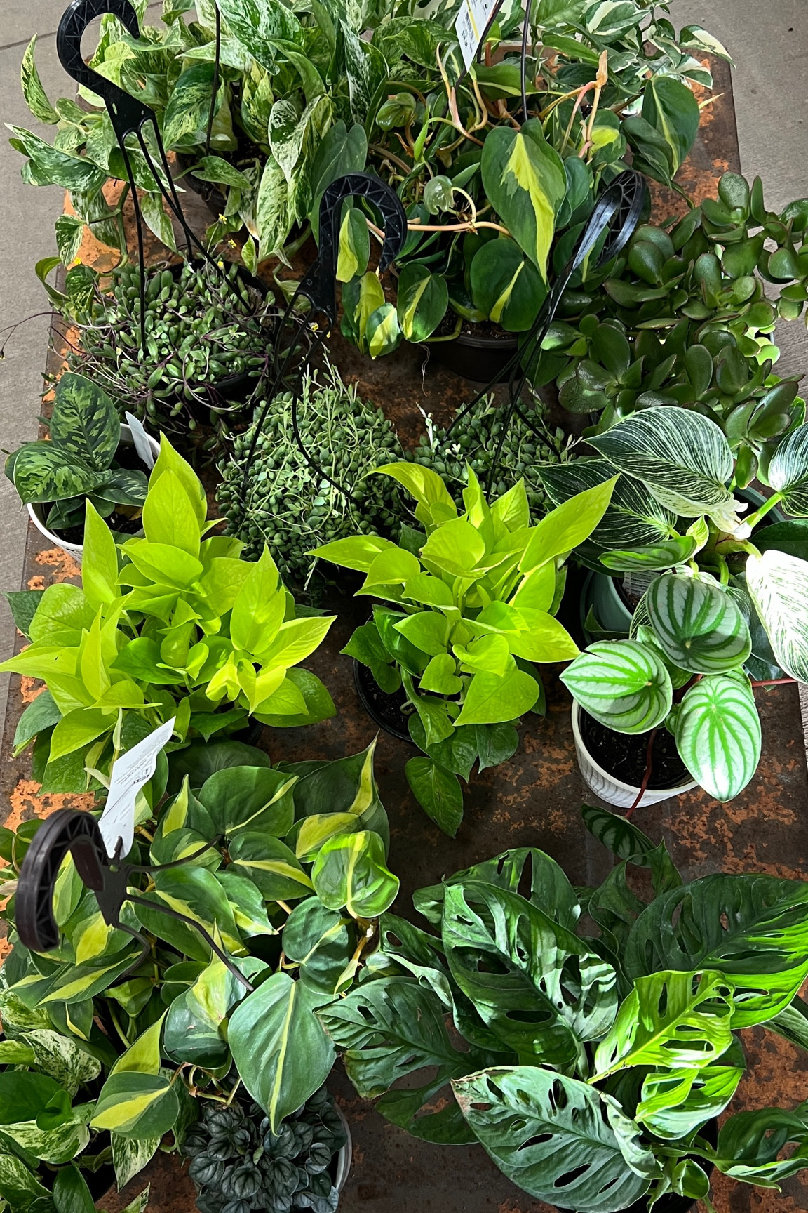 Some of my favorite plants. And there are some amazing deals right now. 

#LTKhome #LTKsalealert #LTKSeasonal