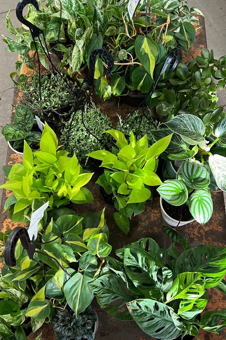Some of my favorite plants. And there are some amazing deals right now. 

#LTKhome #LTKsalealert #LTKSeasonal