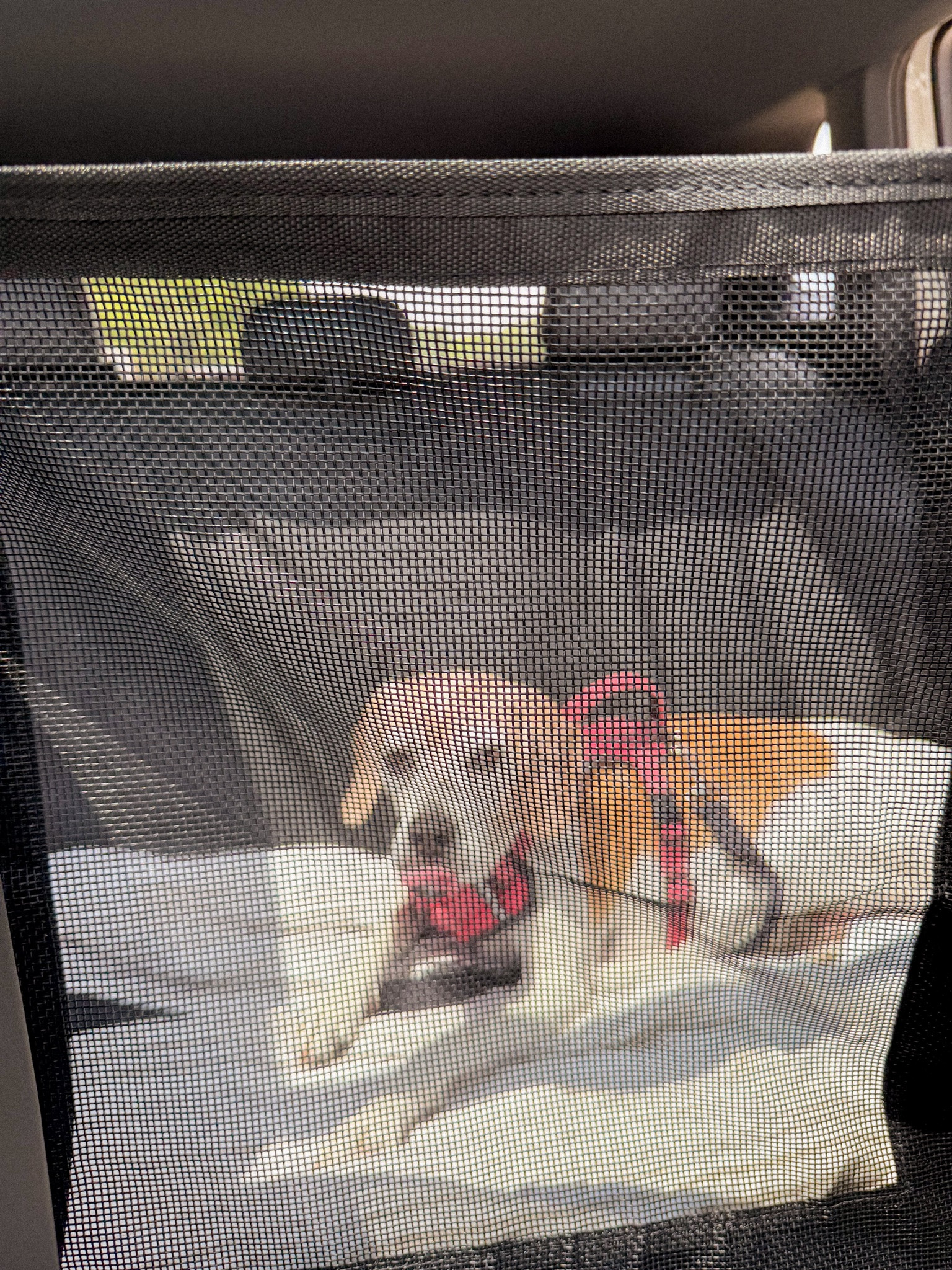back seat dog cover

#LTKHome