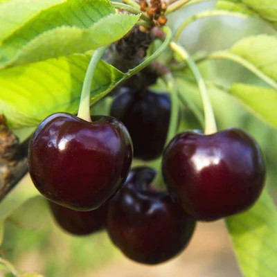 Black Tartarian Cherry Tree | The Sill