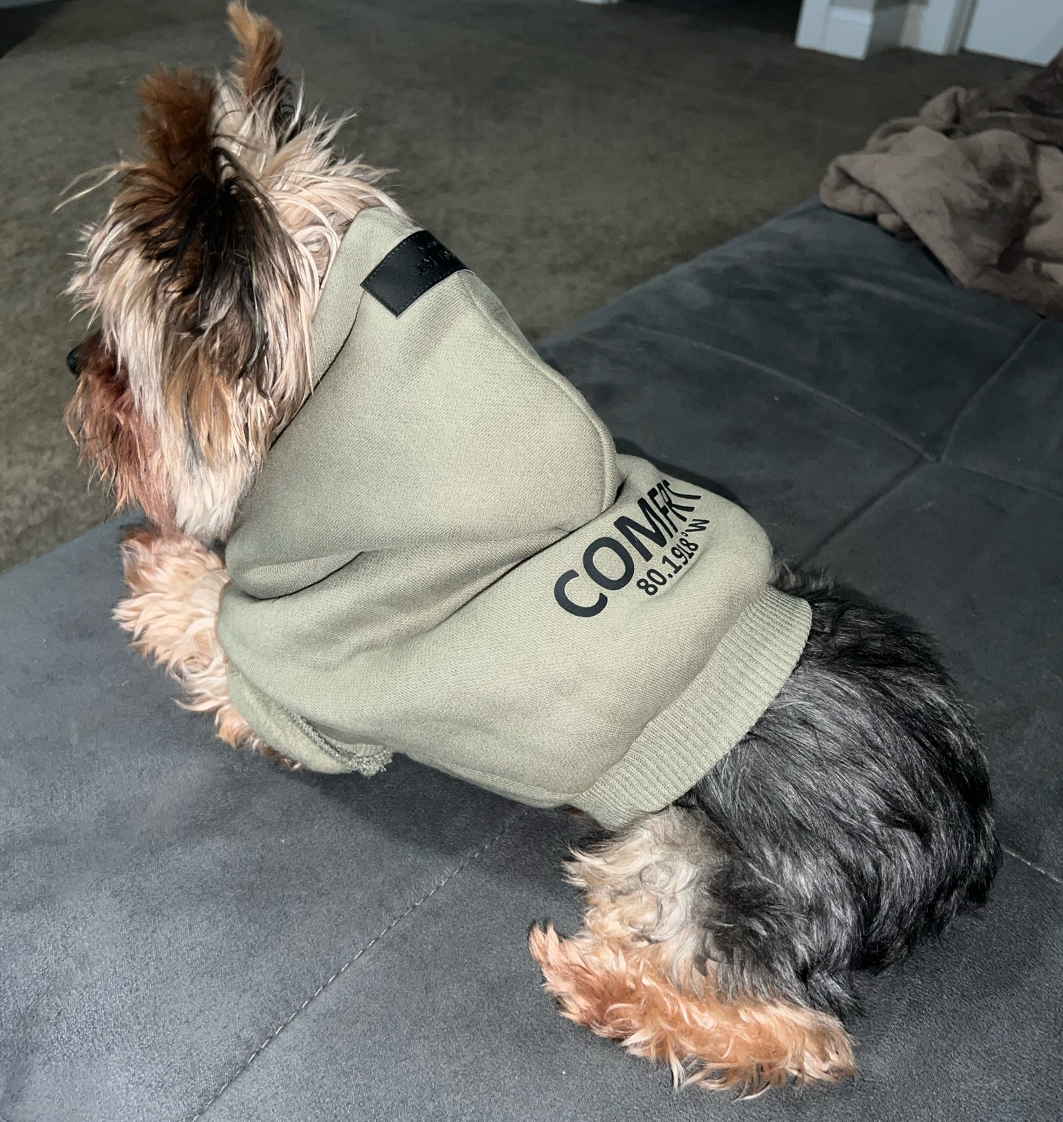 Here’s your sign to get a matching Comfrt hoodie for your fur baby!🦊 Remi is a 7lb Yorkie in XXS.

#LTKFamily #LTKFindsUnder50 #LTKFindsUnder100