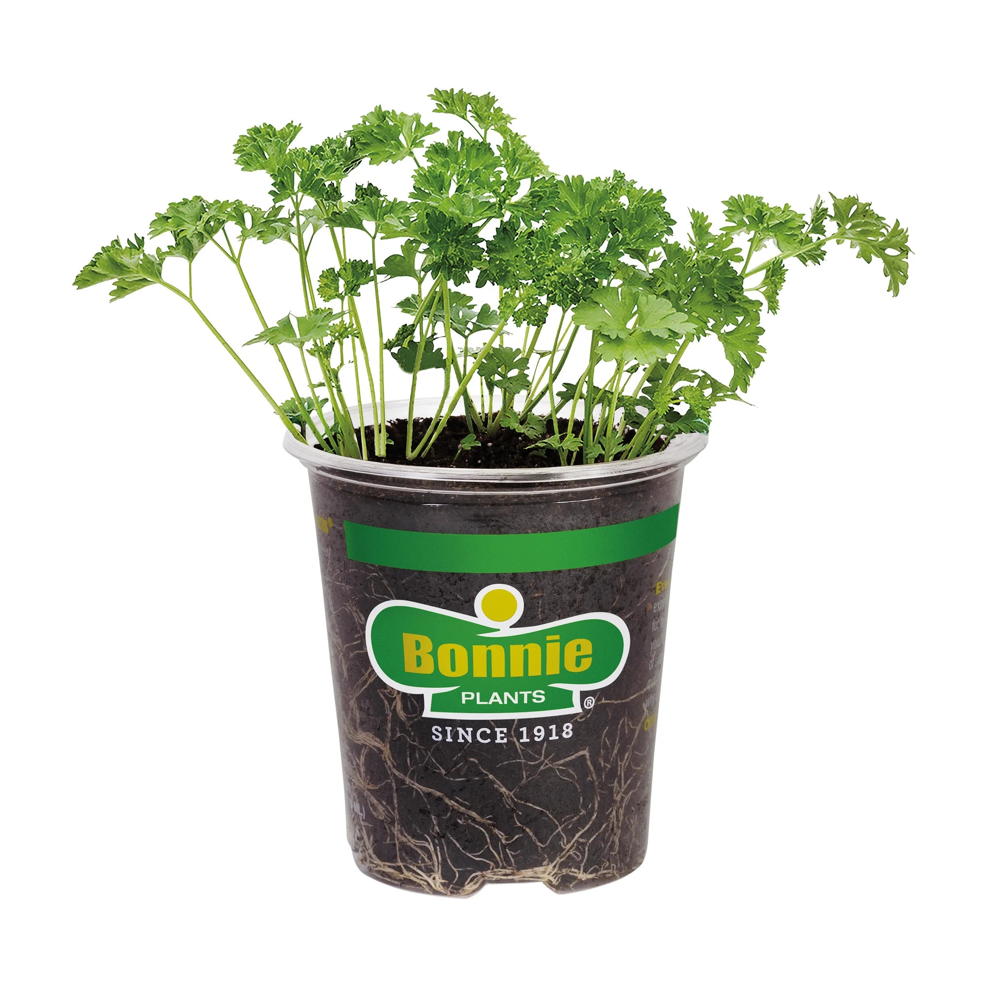 Bonnie Plants Curled Parsley 19.3 oz. | Walmart (US)