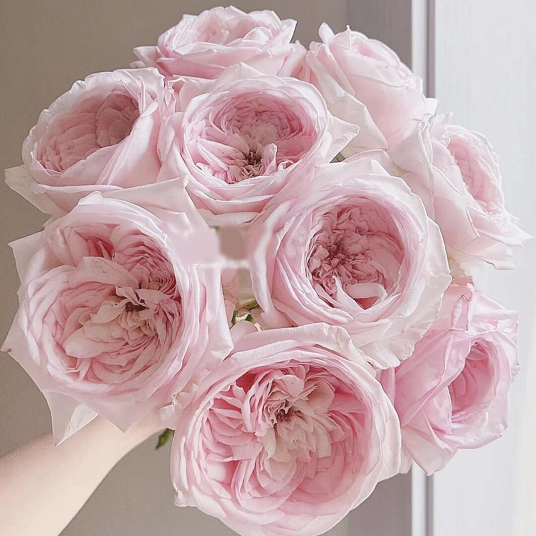 Special Bride – Pink & White Dutch Florist Rose (own Root) - Etsy | Etsy (US)