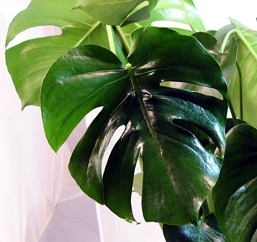 Split Leaf Philodendron 6" Pot - Monstera - Edible Fruit tastes like Pineapple | Amazon (US)