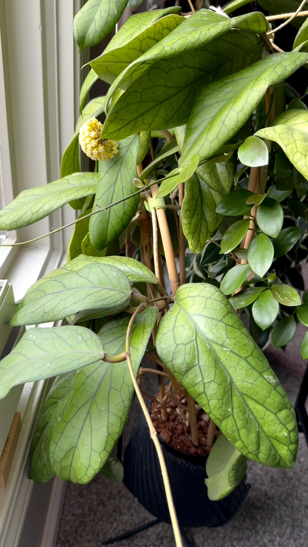 My #hoyavitellinoides has gotten huge! And she is now blooming on repeat! The chunky leaves are all so unique, with each one looking a bit different. One thing I’ve noticed is that this Hoya is especially thirsty compared to my other large-leaf varieties—it definitely enjoys its water!

Liz’s personal experience only…every environment is different:
🪴Light: west window
🪴Water: when dry
🪴Avg Temp last 30 days: 74F
🪴Relative Humidity last 30 days: 55%
🪴Fussy: not for me
🪴Rate of growth: medium 
🪴Rareness: of the respondents to my poll in my stories last year, 19% reported having this one. I think everyone should have this one in their collection (I’ve got 1 node cuttings for sale for $15. DM me if you are interested )
🪴Pot size: 8”
🪴Growing Medium: coco husks
🪴Fertilizer: I apply a nutrient-rich fertilizer tailored for Hoyas approximately every other watering when the plant isn’t dormant. It’s packed with essential macro and micronutrients, it’s the best I’ve found for hoyas!
🪴Rooting Method: in my coco peat mix
🪴Time In My Care: 4 years 
🌸Age until 1st bloom: year 3
🪴Would Liz recommend this one: yes

👍follow for more & 🏷️ save for future reference 

#ilovehoyas #hoyacollector #hoyahead #hoyaappreciation #hoyacollection #plantsmakemehappy #ihavethisthingwithplants #easilydistractedbyplants 

#LTKFallSale #LTKHome #LTKFindsUnder50